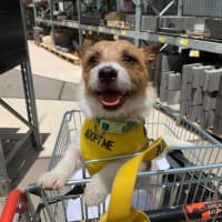 Photo of Scruffy
