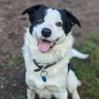 Photo of Ollie