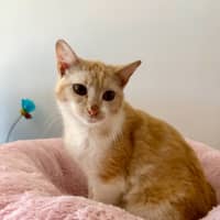 Photo of Clementine