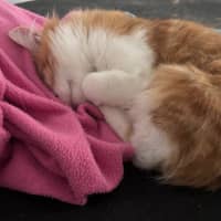 Photo of Ginger Snap