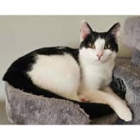 Photo of 12140   Batgirl