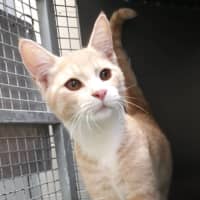 Photo of Luca Quinnell