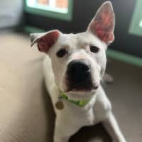 Photo of Lucy Goosey