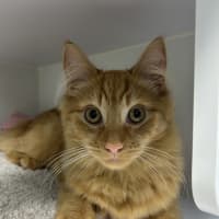 Photo of Benedict (Bonded With Colin)