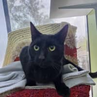 Photo of Sir Thomas The 5th