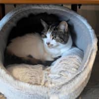 Photo of Pudding   Located In Preston