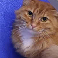 Photo of Ember
