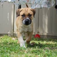 Photo of Barney   8 Week Old Mastiff X (Trial)