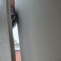 Photo of Loki