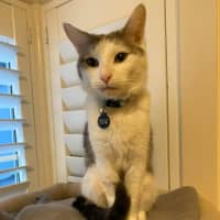 Photo of Lucky & Rose *9 Lives Project Rescue*