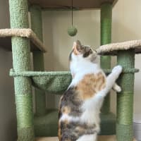 Photo of Blossom