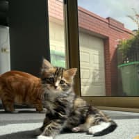 Photo of Gracie Meet Me At Petstock Carrum Downs Store 