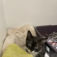 Photo of Princess Sparkles