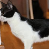 Photo of Daphne Bridgerton