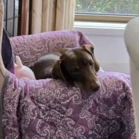 Photo of Bentley And Paulina