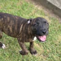 Photo of Sneezy