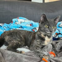 Photo of Moxie