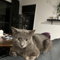 Photo of Sirius