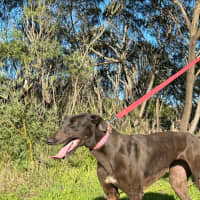 Photo of Hazel 