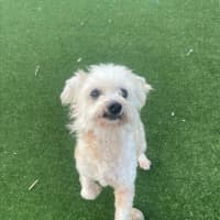 Photo of Sophie Imp 1538