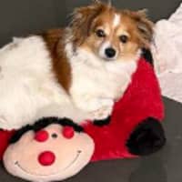 Photo of Ashiboy