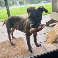 Photo of Foghorn Leghorn