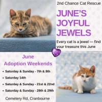 Photo of Finnigan ** 2nd Chance Cat Rescue**