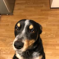 Photo of Patches 