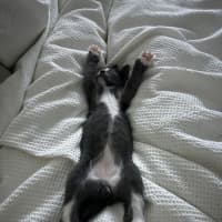 Photo of Fruit Loops