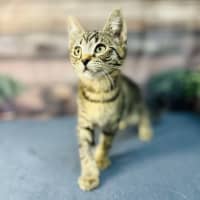 Photo of Apollo   Meet Me In Preston