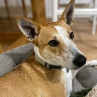 Photo of Lucy   4 Year Old Basenji X