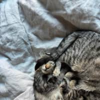 Photo of Bran Meet Me@Petstock Keysborough 