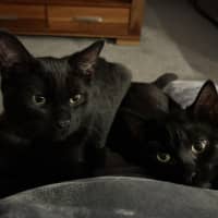 Photo of Pepper