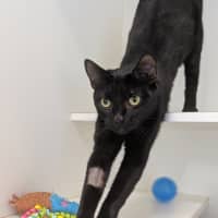 Photo of Shadow