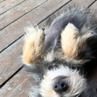 Photo of Marvin