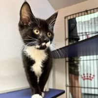 Photo of Ebony