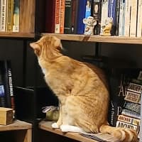 Photo of Clementine 
