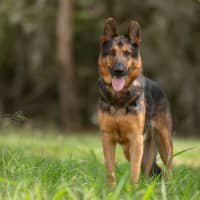Photo of Pepper