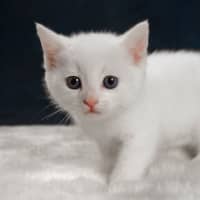 Photo of Axel
