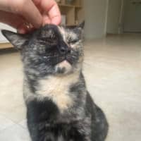 Photo of Chirp Side Park Shopping Centre