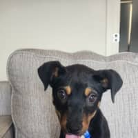 Photo of Pablo   5 Month Old Kelpie X Jack Russell