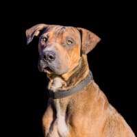 Photo of Milo