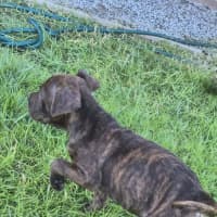 Photo of Koopa