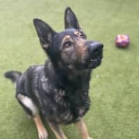 Photo of Dodger
