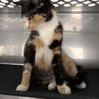 Photo of Primrose