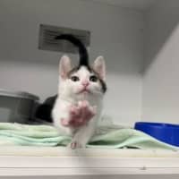 Photo of Cookie