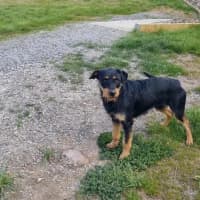 Photo of Rotti
