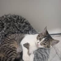 Photo of Blaze 