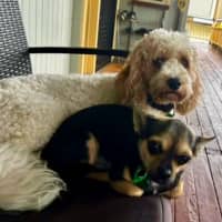 Photo of Leo And Beanz