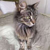 Photo of Blossom & Summer 